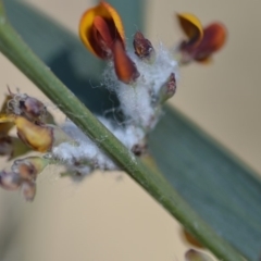 Bossiaea riparia at Wamboin, NSW - 2 Nov 2018