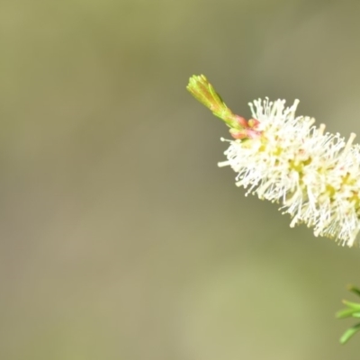 Melaleuca parvistaminea (Small-flowered Honey-myrtle) at QPRC LGA - 2 Nov 2018 by natureguy