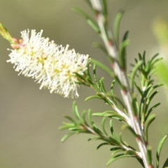 Melaleuca parvistaminea at Wamboin, NSW - 2 Nov 2018