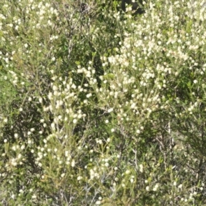 Melaleuca parvistaminea at Wamboin, NSW - 2 Nov 2018