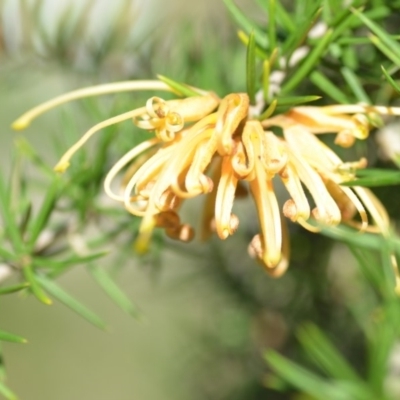 Grevillea juniperina (Grevillea) at QPRC LGA - 2 Nov 2018 by natureguy