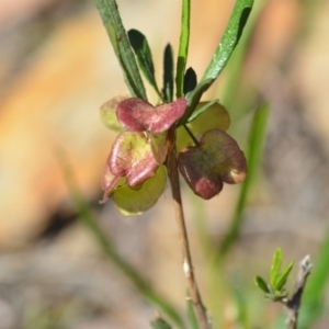 Dodonaea viscosa at Wamboin, NSW - 2 Nov 2018