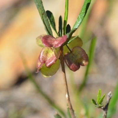 Dodonaea viscosa (Hop Bush) at Wamboin, NSW - 2 Nov 2018 by natureguy