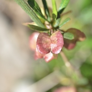 Dodonaea viscosa at Wamboin, NSW - 2 Nov 2018