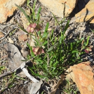 Dodonaea viscosa at Wamboin, NSW - 2 Nov 2018