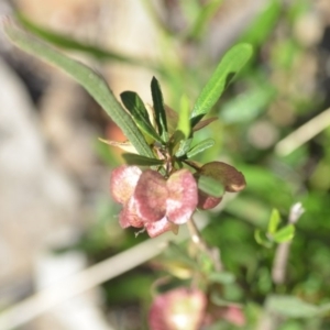 Dodonaea viscosa at Wamboin, NSW - 2 Nov 2018