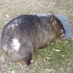 Vombatus ursinus at Bawley Point, NSW - 26 Nov 2018 07:30 AM