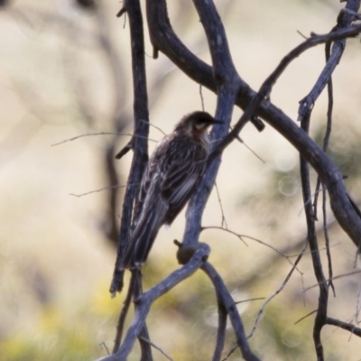 Anthochaera carunculata (Red Wattlebird) at Illilanga & Baroona - 7 Dec 2014 by Illilanga