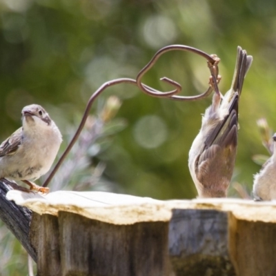 Melithreptus brevirostris (Brown-headed Honeyeater) at Michelago, NSW - 1 Feb 2015 by Illilanga