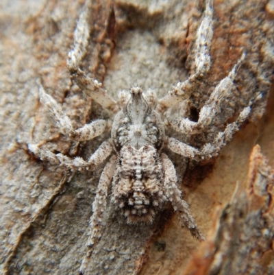 Stephanopis sp. (genus) (Knobbly crab spider) at Aranda Bushland - 26 Nov 2018 by CathB