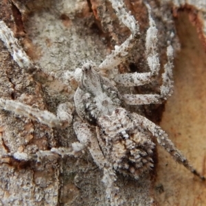 Stephanopis sp. (genus) at Dunlop, ACT - 26 Nov 2018 02:32 PM