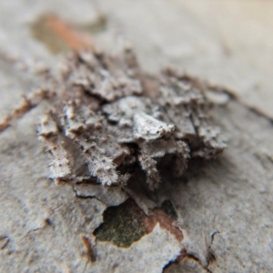 Stephanopis sp. (genus) at Dunlop, ACT - 26 Nov 2018 02:32 PM