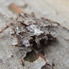 Stephanopis sp. (genus) at Dunlop, ACT - 26 Nov 2018