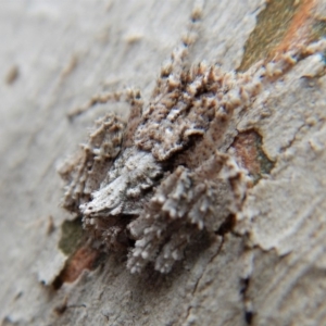 Stephanopis sp. (genus) at Dunlop, ACT - 26 Nov 2018 02:32 PM