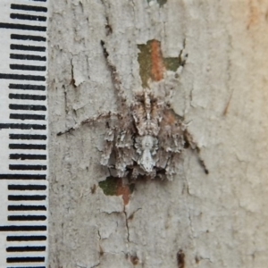 Stephanopis sp. (genus) at Dunlop, ACT - 26 Nov 2018