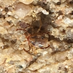 Ixodes holocyclus (Paralysis Tick) at Mirador, NSW - 10 Nov 2018 by hynesker1234