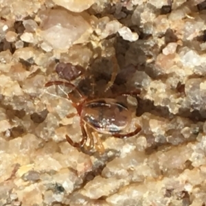 Ixodes holocyclus at Mirador, NSW - 10 Nov 2018