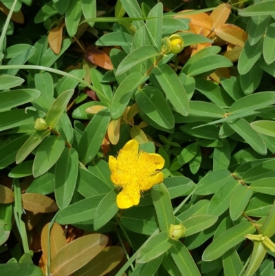 Hypericum calycinum (Rose of Sharon) at Symonston, ACT - 27 Nov 2018 by Mike