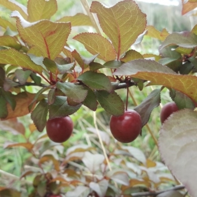 Prunus cerasifera (Cherry Plum) at Symonston, ACT - 27 Nov 2018 by Mike