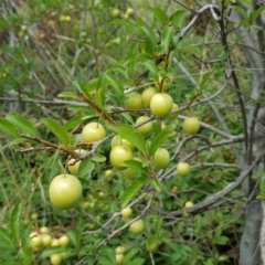 Prunus sp. (A Plum) at Symonston, ACT - 27 Nov 2018 by Mike