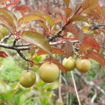 Prunus cerasifera (Cherry Plum) at Symonston, ACT - 27 Nov 2018 by Mike