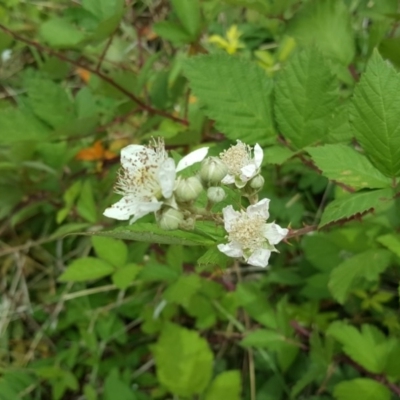 Rubus anglocandicans (Blackberry) at Symonston, ACT - 27 Nov 2018 by Mike