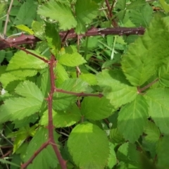 Rubus anglocandicans at Symonston, ACT - 27 Nov 2018 12:05 PM