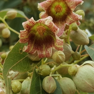 Brachychiton populneus subsp. populneus (Kurrajong) at Callum Brae - 27 Nov 2018 by Mike