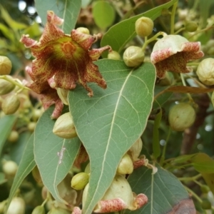 Brachychiton populneus subsp. populneus at Symonston, ACT - 27 Nov 2018