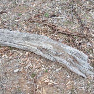 Papyrius nitidus at Symonston, ACT - suppressed