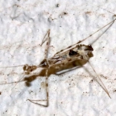 Stenolemus sp. (genus) at Ainslie, ACT - 24 Nov 2018