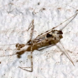 Stenolemus sp. (genus) at Ainslie, ACT - 24 Nov 2018