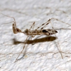 Stenolemus sp. (genus) at Ainslie, ACT - 24 Nov 2018 10:28 PM