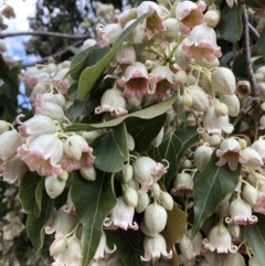 Brachychiton populneus subsp. populneus (Kurrajong) at Australian National University - 8 Nov 2018 by TimYiu