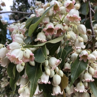 Brachychiton populneus subsp. populneus (Kurrajong) at ANU Liversidge Precinct - 8 Nov 2018 by TimYiu