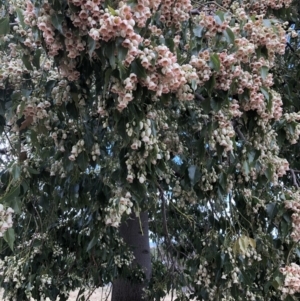 Brachychiton populneus subsp. populneus at Acton, ACT - 8 Nov 2018