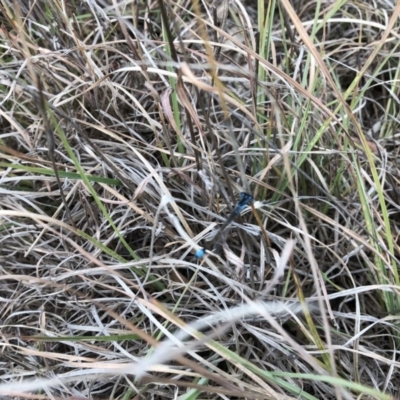 Ischnura heterosticta (Common Bluetail Damselfly) at Mount Ainslie to Black Mountain - 8 Nov 2018 by TimYiu