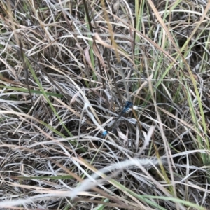 Ischnura heterosticta at Acton, ACT - 8 Nov 2018