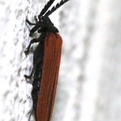 Porrostoma sp. (genus) (Lycid, Net-winged beetle) at Ainslie, ACT - 25 Nov 2018 by jb2602