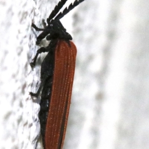 Porrostoma sp. (genus) at Ainslie, ACT - 25 Nov 2018