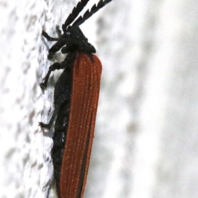 Porrostoma sp. (genus) (Lycid, Net-winged beetle) at Ainslie, ACT - 25 Nov 2018 by jb2602