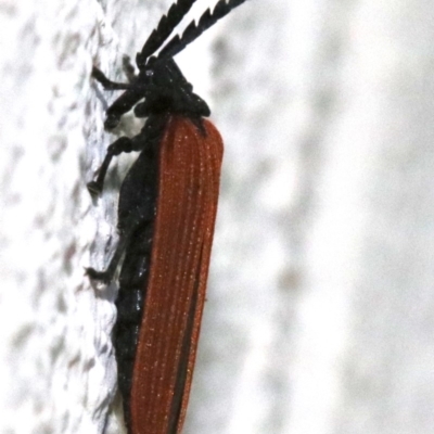 Porrostoma sp. (genus) (Lycid, Net-winged beetle) at Ainslie, ACT - 24 Nov 2018 by jbromilow50