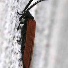 Porrostoma sp. (genus) at Ainslie, ACT - 25 Nov 2018 08:06 AM