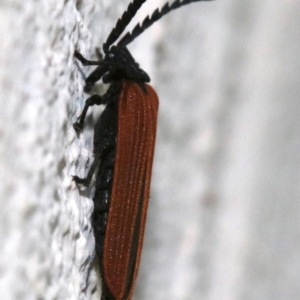 Porrostoma sp. (genus) at Ainslie, ACT - 25 Nov 2018 08:06 AM