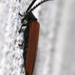 Porrostoma sp. (genus) at Ainslie, ACT - 25 Nov 2018