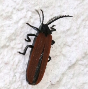 Porrostoma sp. (genus) at Ainslie, ACT - 25 Nov 2018