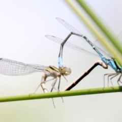 Austroagrion watsoni (Eastern Billabongfly) at Campbell, ACT - 25 Nov 2018 by jb2602