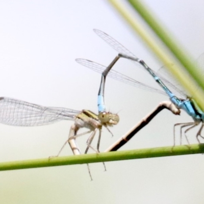 Austroagrion watsoni (Eastern Billabongfly) at Campbell, ACT - 25 Nov 2018 by jb2602