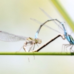 Austroagrion watsoni at Campbell, ACT - 25 Nov 2018