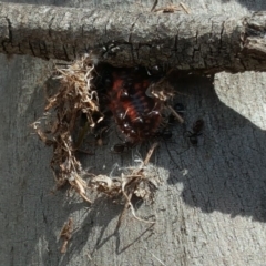 Papyrius nitidus (Shining Coconut Ant) at Symonston, ACT - 27 Nov 2018 by Mike